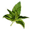 Entengo: Increses male potency & increases sex time