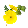 Gokhsur: long erection herbal medicine